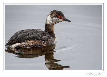 horned grebe 2a.jpg